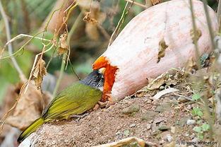 小鸟儿吃瓜,小鸟儿欢乐吃瓜记