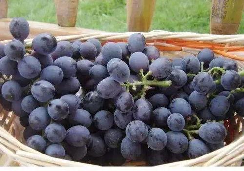 紫色滤镜吃瓜,揭秘娱乐圈的幕后故事