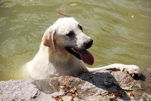 母狗吃哈密瓜好吗,母狗食用哈密瓜的安全性探讨
