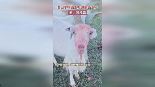 吃瓜绵羊,揭秘羊群中的“八卦达人”