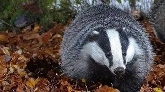 猪獾吃瓜还是狗獾吃瓜果,瓜果美食的偏好大揭秘