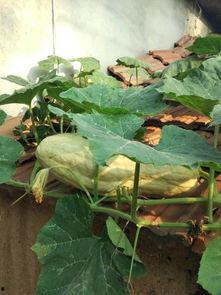 叶子吃瓜,一场自然的味蕾盛宴