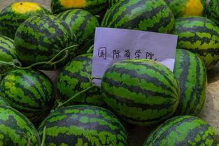 吃瓜车摆件,趣味横生的汽车装饰新宠