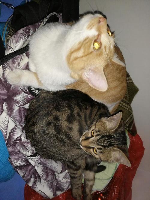 吃瓜猫圈,揭秘网络红猫们的趣味生活