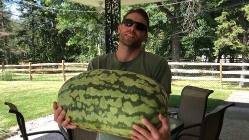 胡芦瓜玩具瓜可以吃吗,揭秘其安全性及食用可能性