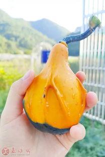 上海宝妈吃瓜,揭秘育儿圈的那些事儿