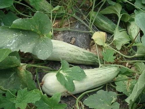 减肥晚上吃酥瓜,轻松减肥新选择