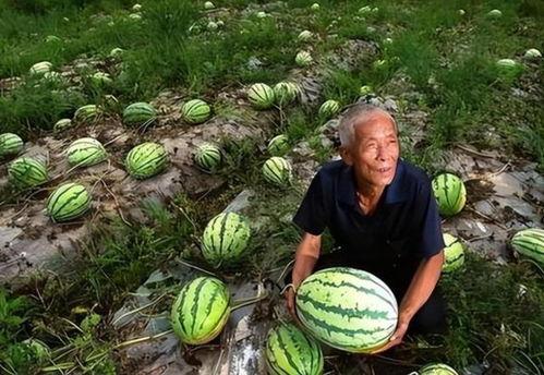 河南吃瓜群众,见证时代变迁的民间观察者