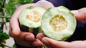 先苦后甜吃瓜,品味人生瓜果香