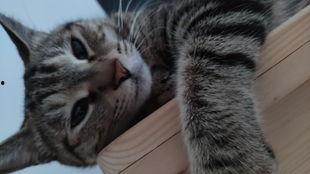 吃瓜吞天兽,揭秘神秘生物的奇幻食性