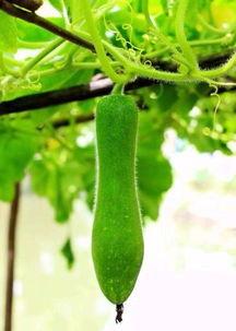 外婆家吃瓜,一场温馨的夏日家庭盛宴