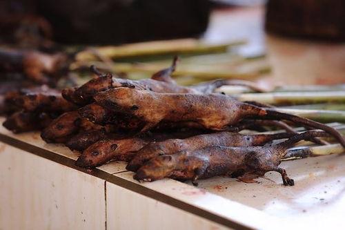 广西老鼠吃瓜,广西老鼠成群结队“吃瓜”现象揭秘