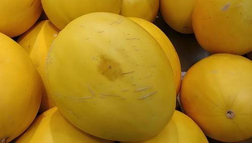 黄色瓜可以吃吗,揭秘其可食用之谜