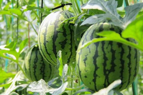 吃瓜基地在线吃瓜,在线吃瓜的狂欢盛宴