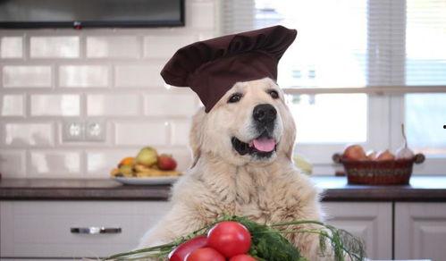 狗狗可以吃茄瓜,揭秘茄瓜的营养与适口性