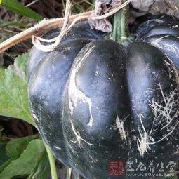 青方瓜怎么吃,解锁美味新体验