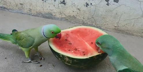 吃瓜吃到家里,揭秘“吃瓜吃到家里”的疯狂世界