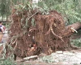 延安河庄坪吃瓜,夏日吃瓜乐趣多