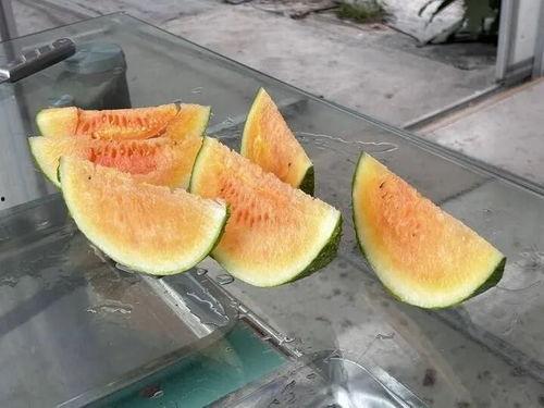 厦门新农村吃瓜,瓜果飘香，田园生活新画卷