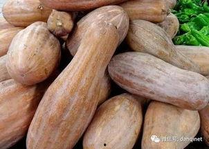 鹿吃方瓜,自然和谐共生的生态画卷