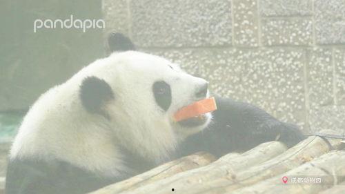 带你吃瓜熊猫表白视频,带你领略甜蜜的“吃瓜”时刻