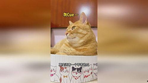 猫街吃瓜,一场吃瓜盛宴背后的故事