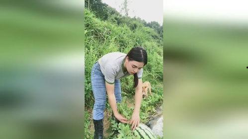 吃不吃瓜老表,揭秘娱乐圈的甜蜜与苦涩