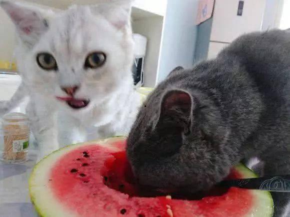 夏天吃瓜的猫,瓜果飘香，猫咪欢享清凉时光