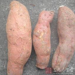 吃土瓜是否发病,探究发病原因与预防措施