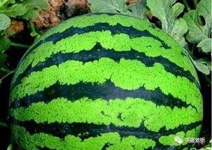 吃瓜声音怎么拍,一场别开生面的声音摄影之旅