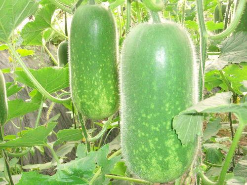 629吃瓜网,网络舆论场的新势力崛起