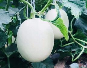 吃瓜有多爽,揭秘吃瓜有多爽