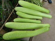 吃瓠瓜舌头痛,舌尖上的困惑与探索