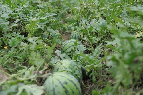 溧阳吃瓜网友事件,网络舆论的狂欢与反思