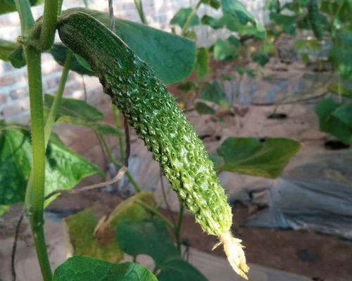 池河中学吃瓜,揭秘校园里的“瓜田”风云