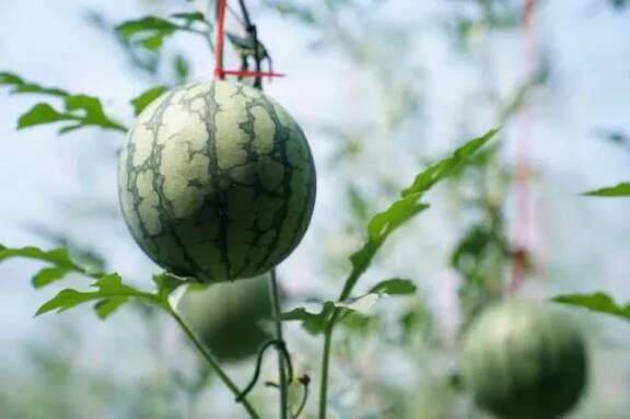 吃瓜音,网络热词背后的文化现象