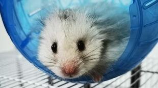 托尔吃瓜官网,揭秘娱乐圈幕后故事，带你领略明星真实一面