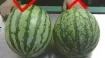 吃瓜小岛,一场别开生面的美食之旅