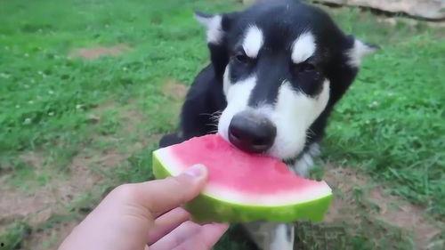 什么动物喜欢吃瓜,揭秘喜食瓜果的动物世界