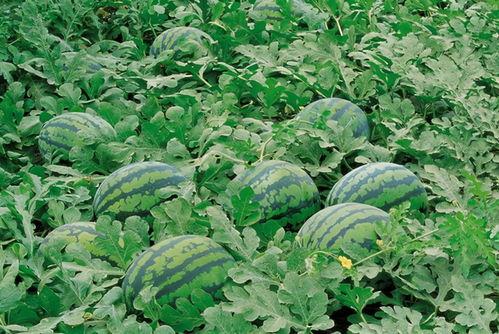 新疆高清吃瓜事件,网络热议背后的真相与反思