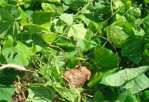 梦见吃生土瓜,探寻吃生土瓜的神秘寓意