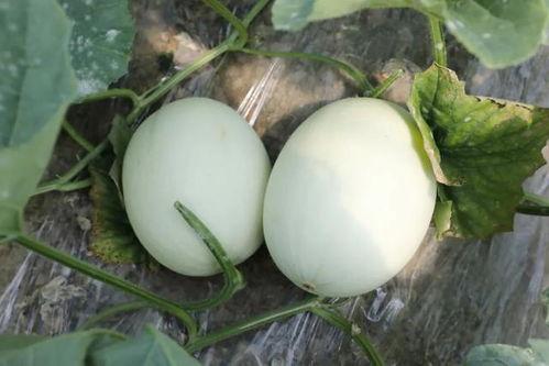 玉玉瓜怎么吃,解锁美味新体验