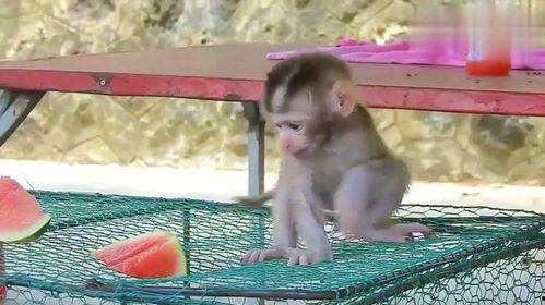 女人吃瓜变成猴子,一嘴瓜果变猴传奇