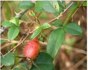 nature子刊吃瓜,吃瓜背后的科学奥秘