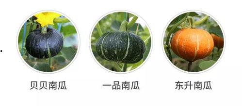 梦见吃瓜发现瓜不好,吃瓜不甜的寓意与启示