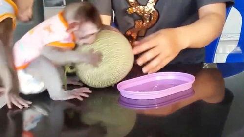 吃哈密瓜猴子