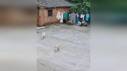 汪汪队吃瓜网,揭秘狗狗世界的趣味八卦 第3张 汪汪队吃瓜网,揭秘狗狗世界的趣味八卦 第3张