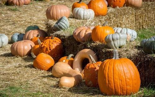 老挝森瓜群众吃瓜  第3张