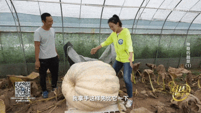 春节期间吃大瓜,大瓜美食之旅  第2张