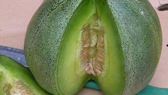 哺乳可以吃绿宝瓜吗,营养与安全的双重考量  第2张